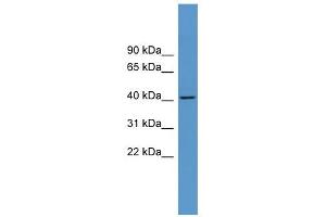 Western Blot showing ADORA1 antibody used at a concentration of 1-2 ug/ml to detect its target protein. (ADORA1 antibody  (C-Term))
