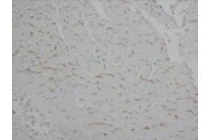 Immunohistochemical analysis of paraffin embedded rat tissue sections (cardiac muscle) usin Annexin V antibody (Annexin V antibody  (C-Term))