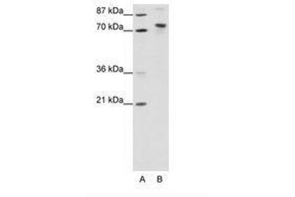 TOX4 antibody  (N-Term)