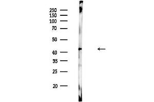 anti-Potassium Channel, Subfamily K, Member 2 (KCNK2) (N-Term) antibody