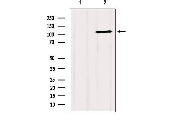 GRIP1 antibody  (Internal Region)