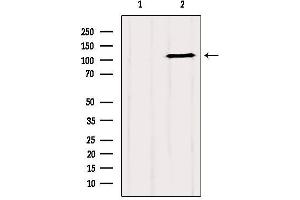 Western blot analysis of extracts from 293, using GRIP1 Antibody. (GRIP1 antibody  (Internal Region))