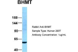 Host:  Rabbit  Target Name:  BHMT  Sample Type:  293T  Antibody Dilution:  1. (BHMT antibody  (N-Term))