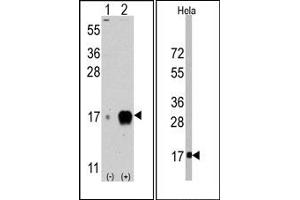 Image no. 1 for anti-Interferon-Induced Transmembrane Protein 3 (IFITM3) (AA 71-101) antibody (ABIN356685) (IFITM3 antibody  (AA 71-101))