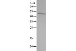 Western Blotting (WB) image for ADAMTS-Like 3 (ADAMTSL3) (AA 529-788) protein (His-IF2DI Tag) (ABIN7121694) (ADAMTSL3 Protein (AA 529-788) (His-IF2DI Tag))