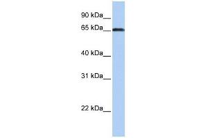 ZXDC antibody used at 0. (ZXDC antibody  (Middle Region))