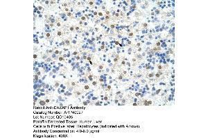 Rabbit Anti-DAZAP1 Antibody  Paraffin Embedded Tissue: Human Liver Cellular Data: Hepatocytes Antibody Concentration: 4. (DAZAP1 antibody  (C-Term))