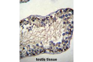 TSSK6 Antibody (N-term) immunohistochemistry analysis in formalin fixed and paraffin embedded human testis tissue followed by peroxidase conjugation of the secondary antibody and DAB staining. (TSSK6 antibody  (N-Term))
