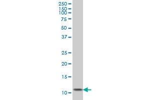 GHRL monoclonal antibody (M01), clone 2F4. (Ghrelin antibody  (AA 1-117))