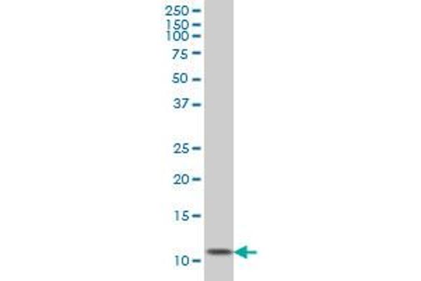 Ghrelin antibody  (AA 1-117)