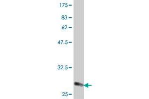 Western Blot detection against Immunogen (31. (RPL37A antibody  (AA 2-50))