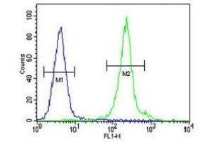 IL-12B antibody flow cytometric analysis of MDA-MB435 cells (green) compared to a negative control (blue). (IL12B antibody  (AA 264-290))