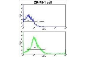 Flow cytometric analysis of ZR-75-1 cells using CTSK Antibody (Center )(bottom histogram) compared to a negative control cell (top histogram). (Cathepsin K antibody  (AA 207-237))