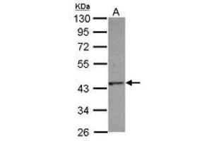 Image no. 2 for anti-HAUS Augmin-Like Complex, Subunit 4 (HAUS4) (AA 1-214) antibody (ABIN1498589) (C14orf94 antibody  (AA 1-214))
