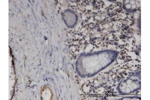 Immunoperoxidase of monoclonal antibody to PRRG1 on formalin-fixed paraffin-embedded human small Intestine. (PRRG1 antibody  (AA 22-81))