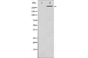 Western Blotting (WB) image for anti-Filamin A, alpha (FLNA) (pSer2152) antibody (ABIN6256196)