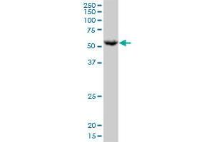 PPAT MaxPab polyclonal antibody. (PPAT antibody  (AA 1-517))