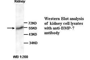 Image no. 1 for anti-Bone Morphogenetic Protein 7 (BMP7) (C-Term) antibody (ABIN791031) (BMP7 antibody  (C-Term))