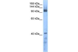 Western Blotting (WB) image for anti-RecQ Protein-Like 5 (RECQL5) antibody (ABIN2461337) (RECQL5 antibody)