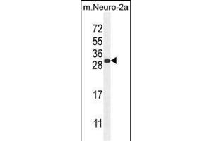 BHLHA15 Antibody (C-term) (ABIN654606 and ABIN2844305) western blot analysis in mouse Neuro-2a cell line lysates (35 μg/lane). (BHLHA15 antibody  (C-Term))