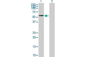 Western Blot analysis of PTRF expression in transfected 293T cell line by PTRF MaxPab polyclonal antibody. (PTRF antibody  (AA 1-390))