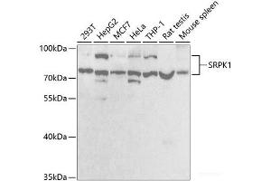 Western blot analysis of extracts of various cell lines using SRPK1 Polyclonal Antibody at dilution of 1:1000. (SRPK1 antibody)
