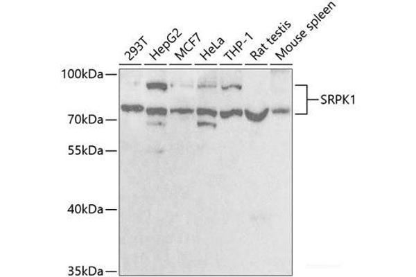 SRPK1 抗体