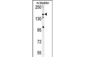 Western blot analysis in mouse bladder tissue lysates (15ug/lane). (CASZ1 antibody  (C-Term))