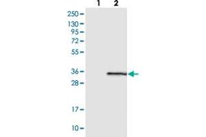 Western blot analysis of Lane 1: Negative control (vector only transfected HEK293T lysate), Lane 2: Over-expression Lysate (Co-expressed with a C-terminal myc-DDK tag (~3. (GINS4 antibody)