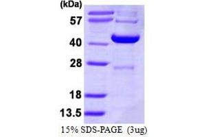 DCPS Protein (AA 1-337) (His tag)