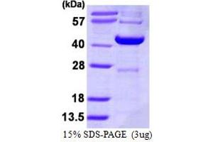 SDS-PAGE (SDS) image for Decapping Enzyme, Scavenger (DCPS) (AA 1-337) protein (His tag) (ABIN7279518) (DCPS Protein (AA 1-337) (His tag))