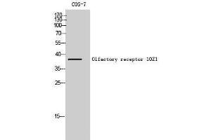 OR10Z1 antibody  (Internal Region)