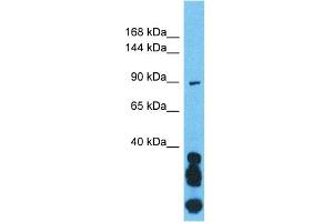 Host:  Rabbit  Target Name:  OGT  Sample Type:  721_B Whole Cell lysates  Antibody Dilution:  1. (OGT antibody  (N-Term))