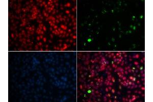 Immunofluorescence analysis of GFP-RNF168 transgenic U2OS cells using MPG antibody. (MPG antibody  (AA 1-293))