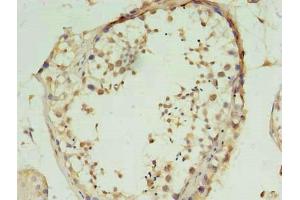 Immunohistochemistry of paraffin-embedded human testis tissue using ABIN7152903 at dilution of 1:100 (FSCB antibody  (AA 1-200))