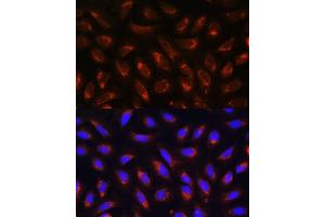 Immunofluorescence analysis of U-2 OS cells using MRPL43 antibody (ABIN7268573) at dilution of 1:100. (MRPL43 antibody  (AA 80-155))