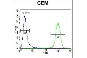 Flow cytometric analysis of CEM cells (right histogram) compared to a negative control cell (left histogram). (ATF3 antibody  (C-Term))