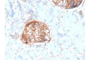 Formalin-fixed, paraffin-embedded human Kidney stained with MTAP Recombinant Mouse Monoclonal Antibody (rMTAP/1813). (Recombinant MTAP antibody  (AA 97-196))