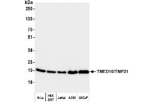 anti-Transmembrane Emp24-Like Trafficking Protein 10 (TMED10) (AA 25-75) antibody