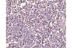 Immunohistochemistry of AIM in human lymph node tissue with AIM antibody at 2 μg/ml. (CD5L antibody  (N-Term))