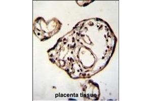 D2 Antibody (C-term) (ABIN655413 and ABIN2844958) immunohistochemistry analysis in formalin fixed and paraffin embedded human placenta tissue followed by peroxidase conjugation of the secondary antibody and DAB staining. (PM20D2 antibody  (C-Term))