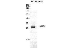 Western Blotting (WB) image for anti-Homeobox C6 (HOXC6) (C-Term) antibody (ABIN3185076) (Homeobox C6 antibody  (C-Term))