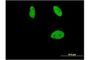 Immunofluorescence (IF) image for anti-Runt-Related Transcription Factor 2 (RUNX2) (AA 251-351) antibody (ABIN614560) (RUNX2 antibody  (AA 251-351))