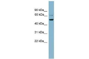 Western Blot showing ANGPTL3 antibody used at a concentration of 1-2 ug/ml to detect its target protein. (ANGPTL3 antibody  (N-Term))