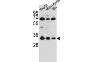 Western Blotting (WB) image for anti-Olfactory Receptor, Family 2, Subfamily T, Member 3 (OR2T3) antibody (ABIN2996437)