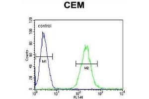 ZNF667 Antibody (Center) flow cytometric analysis of CEM cells (right histogram) compared to a negative control cell (left histogram). (ZNF667 antibody  (Middle Region))