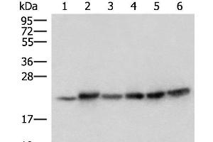Western blot analysis of Mouse skeletal muscle tissue Mouse kidney tissue PC-3 Jurkat HepG2 and Hela cell lysates using ATP5PD Polyclonal Antibody at dilution of 1:300 (ATP5H antibody)