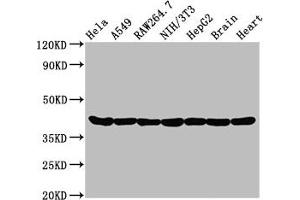 Western Blot Positive WB detected in: Hela whole cell lysate, A549 whole cell lysate, Raw264. (Recombinant Actin antibody)