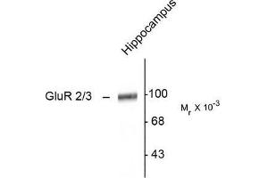 Image no. 1 for anti-Glutamate Receptor, Ionotropic, AMPA 2 (GRIA2) (C-Term) antibody (ABIN372655) (GRIA2 antibody  (C-Term))