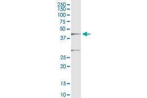 IKbIP antibody  (AA 1-377)